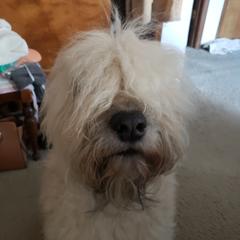 Eqo - Bouvier des Flandres