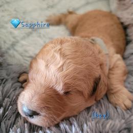 Goldendoodle Puppies from 3 Willows Goldendoodles