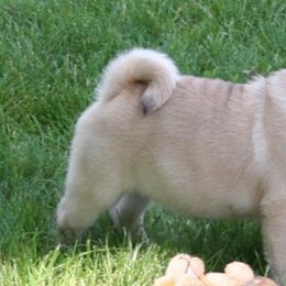 Pugs from Millpond Pugs