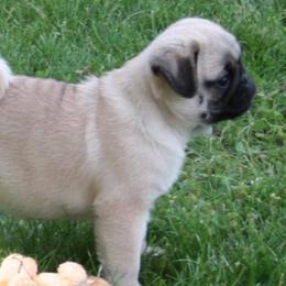 Pugs from Millpond Pugs