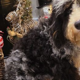 Winston - Bernedoodle