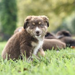 Glory - Red tri female Miniature Australian Shepherd puppy in White Oak, Texas from Triple Lake Ranch Miniature Australian Shepherds