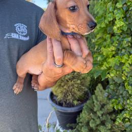 Shaded red  shorthair male mini doxie - Red male Dachshund puppy in Manteca, California from Sweet and Low Dachshunds
