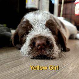Yellow Girl - Brown roan female Spinone Italiano puppy in Florida from Starfire Leonbergers and Spinone Italiano