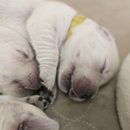 Boy - 2nd Pick - Light golden male Golden Retriever puppy in Citrus Heights, California from NorCalGoldens