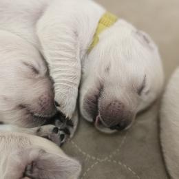 Boy - 2nd Pick - Light golden male Golden Retriever puppy in Citrus Heights, California from NorCalGoldens
