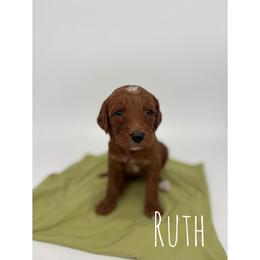 Ruth - Red  female Goldendoodle puppy in Smithfield, Kentucky from KBK9 Kennels