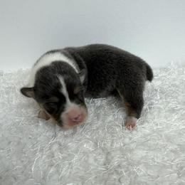 Girl 5 - female Pembroke Welsh Corgi puppy in Hillsville, Virginia from Bonderosa Kennels