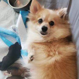 Gigi - Pomeranian