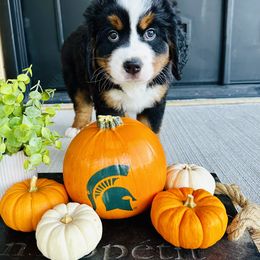 BOY- BLUE - Tri-color male Bernese Mountain Dog puppy in White Lake, Michigan from Berner Bud Farm