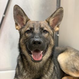 German Shepherds from Angel Oak German Shepherds