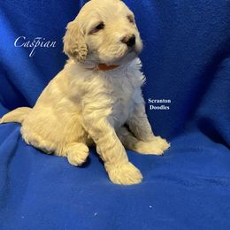 Goldendoodle Puppies from Scranton Goldendoodles