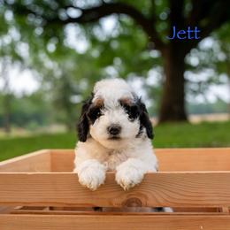 Jett - Black and white male Bernedoodle puppy in Stuart, Oklahoma from G Ridge Kennels