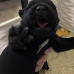 Falcon - Black male Staffordshire Bull Terrier puppy in Los Gatos, California from Nightguards