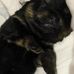 Pomeranian Puppies from Silver’s Reigning Heir Poms