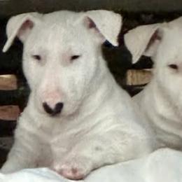 Bull Terriers from Action Bull Terriers