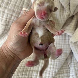 Pink Collar - Red female Havapoo puppy in Powder Springs, Georgia from West Cobb Dogs