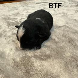 BTF - Black tri female Miniature Australian Shepherd puppy in Tallapoosa, Georgia from Williams Shepherds