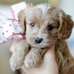 Lady - Cream female Cavapoo puppy in Aiken, Tennessee from Carolina Doodles & Co.