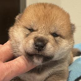 Peter - Red male Shiba Inu puppy in Milton, Florida from Moonlight Shibas