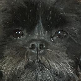 Shih Tzus from Bluebird Bungalow