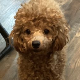 Poodle Puppies from Tiny Red Toy Poodles