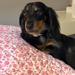 Dachshunds from Teenie Tiny Dachshunds