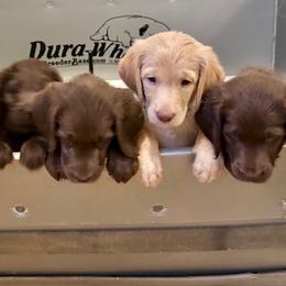 Labradoodles and Labrador Retrievers from Green Acres Labradors