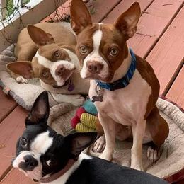 Boston Terriers from Eagle View
