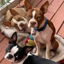 Boston Terriers from Eagle View