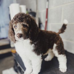 Kal - Parti male Poodle puppy in Mars Hill, North Carolina from Hunter Farm