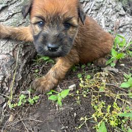 Lotis - Wheaten female Soft Coated Wheaten Terrier puppy in Nokomis, Illinois from Windhill Wheatens