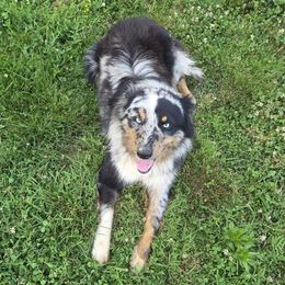 Maverick - Australian Shepherd