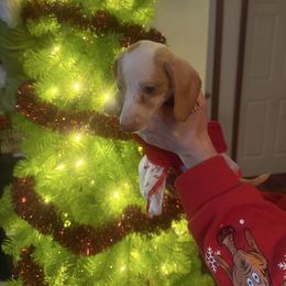 Bell - Piebald female Dachshund puppy in Lakecreek, Oregon from Forever Doxie