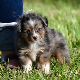 Toy Australian Shepherds from Cross Bar