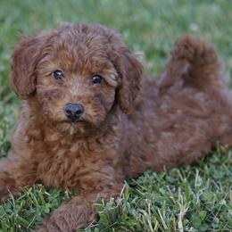 Teddy - Red  male Goldendoodle puppy in Augusta, West Virginia from Creation Goldedoodles