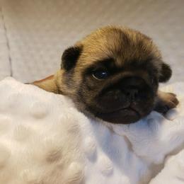 Mr. Blue - Fawn male Pug puppy in Gore, Oklahoma from Pugs on Pecan