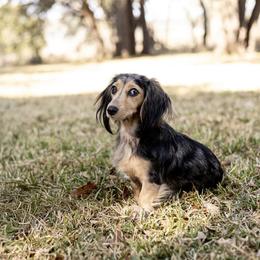 Twinkie - Dachshund