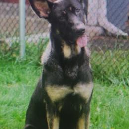 German Shepherds from Katherine's German Shepherd Dogs