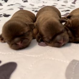 Shih Tzu Puppies from Shannon’s Sweet and Sassy Shih Tzu’s