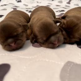 Shih Tzu Puppies from Shannon’s Sweet and Sassy Shih Tzu’s