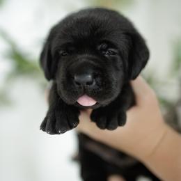 Fuse - Black male Labrador Retriever puppy in Allons, Tennessee from UC Labradors LLC