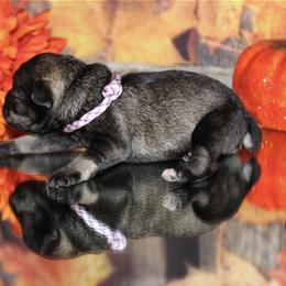 Miniature Schnauzer Puppies from Mystic Miniature Schnauzers