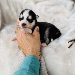 Jimmy Chew - Black and white male Pomsky puppy in Yavapai County, Arizona from Pawsh Pomskies