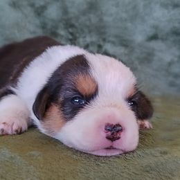 Coco - Cardigan Welsh Corgi puppy from Victory Crown