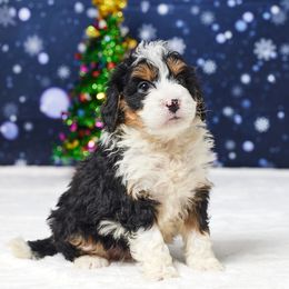 Cal - Tri-color male Bernedoodle puppy in Apple Creek, Ohio from Grandeur Valley Puppies
