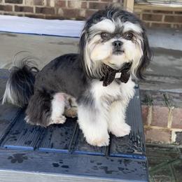 Zeus - Shih Tzu