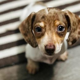 Dachshunds from Irlbeck Farm