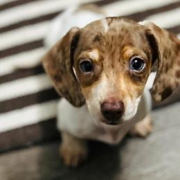 Dachshunds from Irlbeck Farm