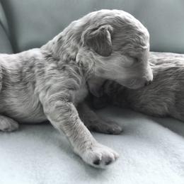 Poodle Puppies from Merrily Miniature Poodles
